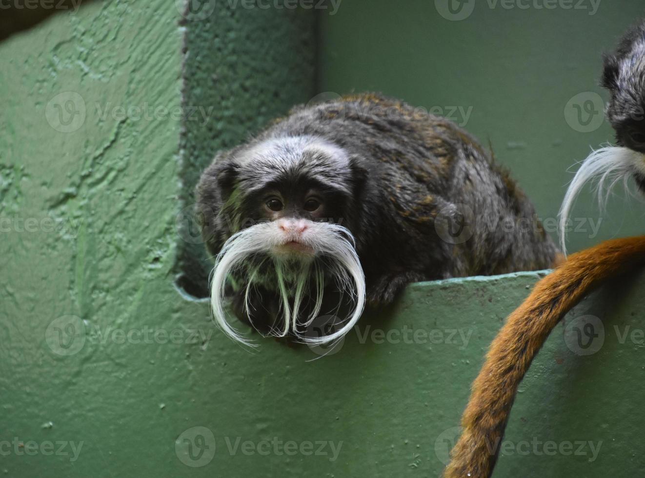 Inquisitive Bearded Emperor Tamarin Monkey Looking Around photo