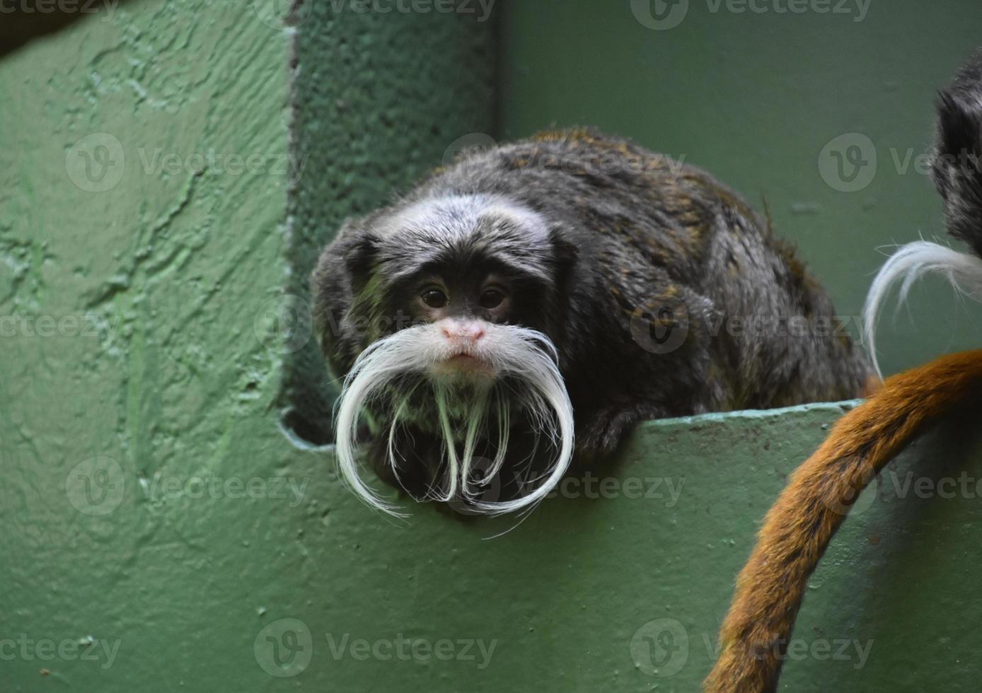 Peering Into the Sweet Moustached Face of a Tamarin photo
