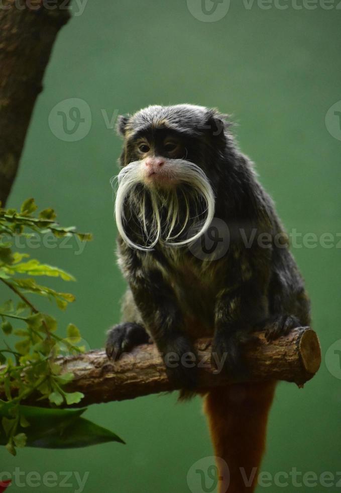 Curled Moustache on an Emperor Tamarin Monkey photo