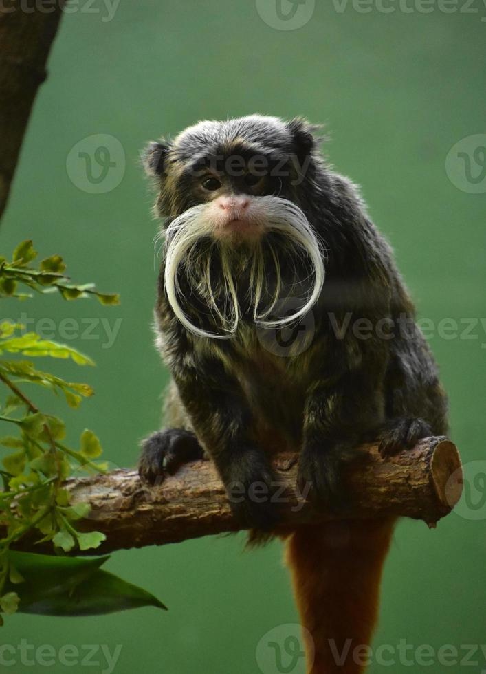 Bearded Emperor Tamarin Monkey Perched on a Branch photo