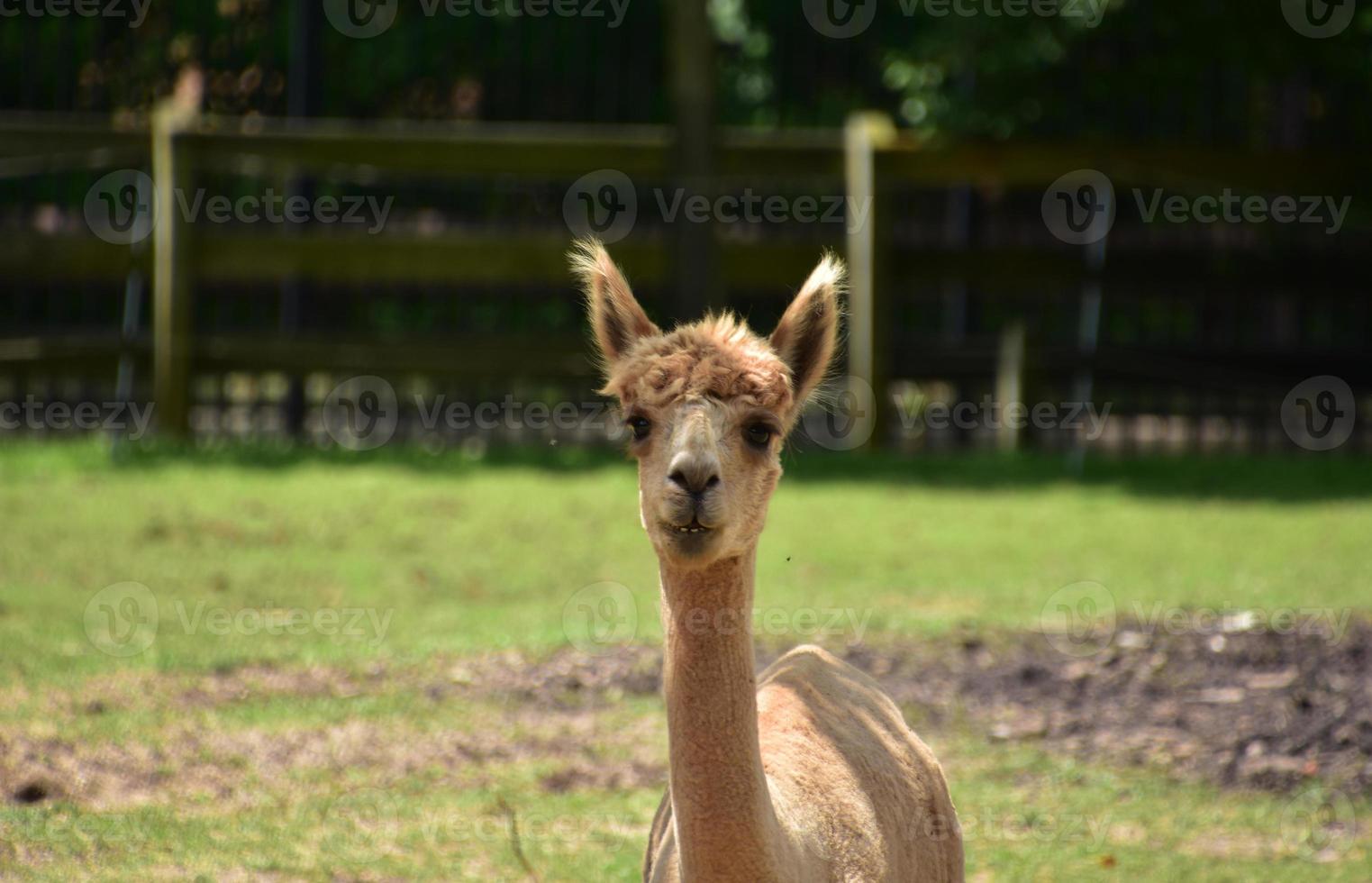 Small Tan Clipped Alpaca in a Paddock photo