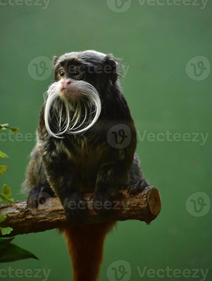 Adorable Bearded Tamarin Monkey on a Branch photo