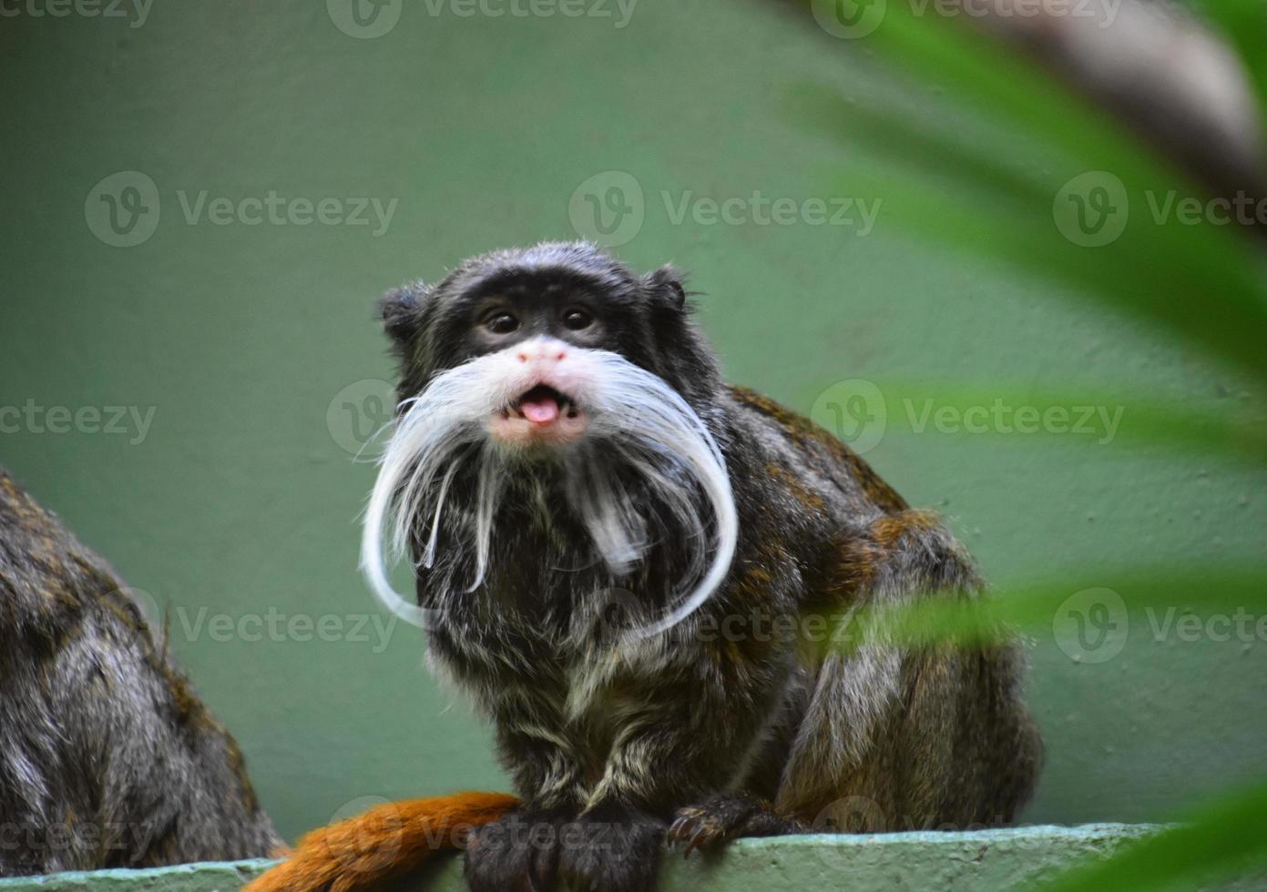 Bearded Emperor Tamarin Monkey With his Mouth Open photo