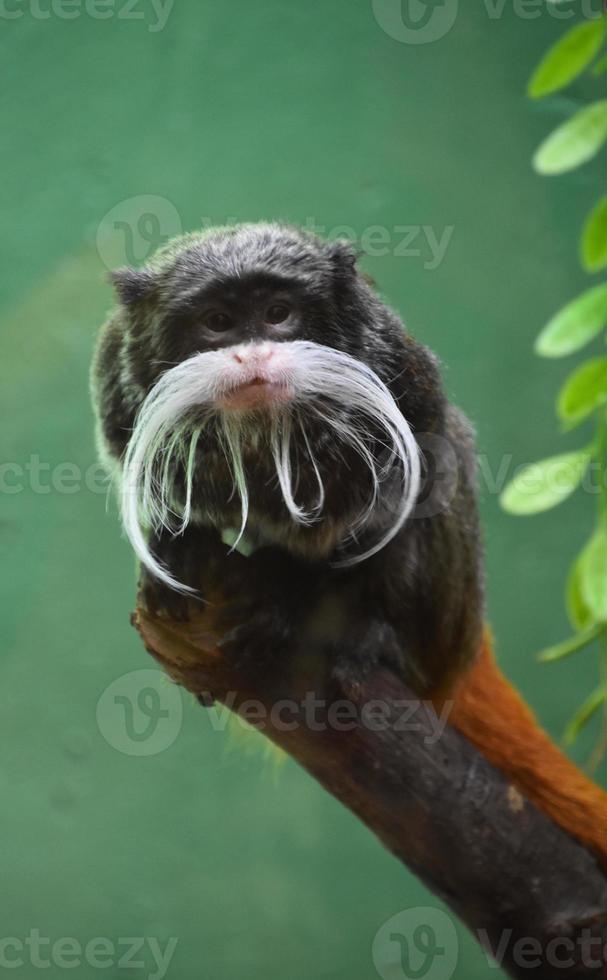 Fantastic Gaze into the Face of an Emperor Tamarin Monkey photo