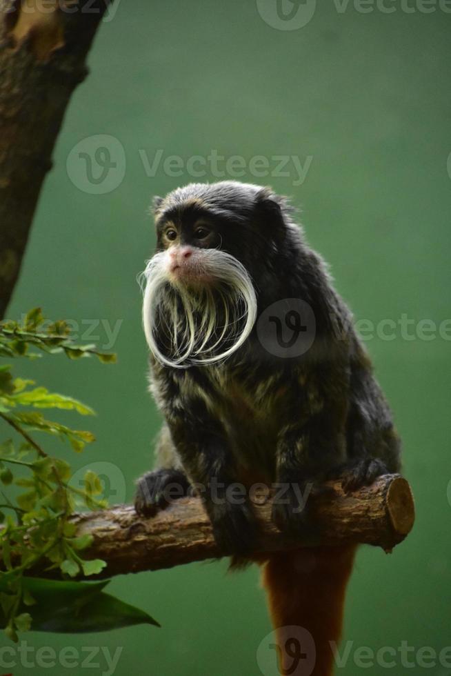 Bearded Emperor Tamarin Monkey Sitting on a Branch photo