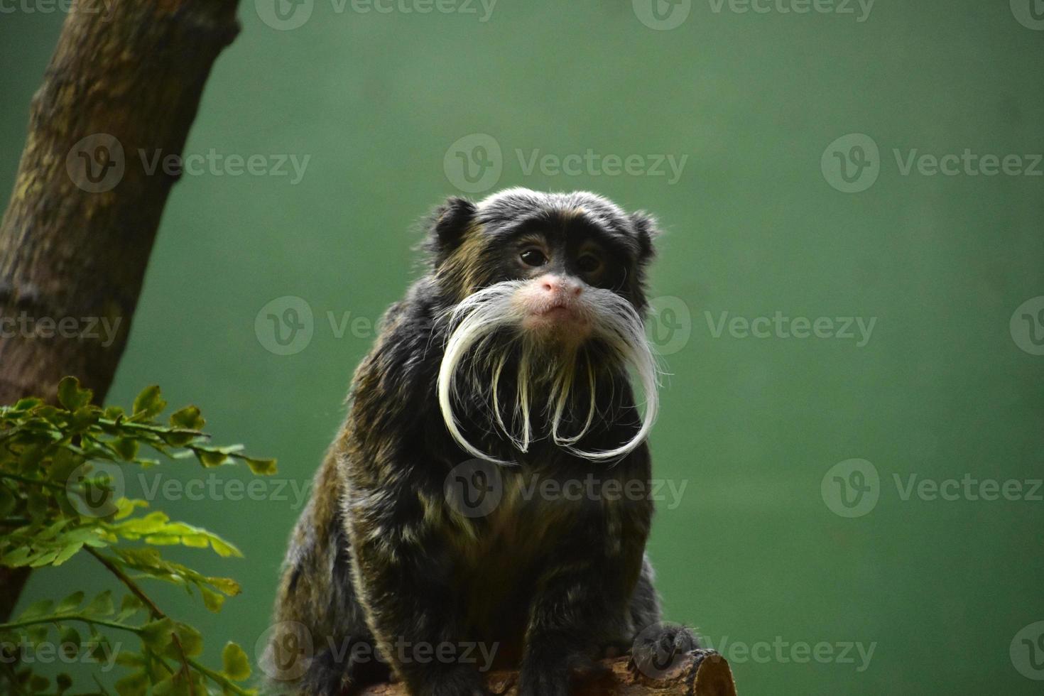 Fluffy Bearded Emperor Tamarin Monkey Looking Around photo