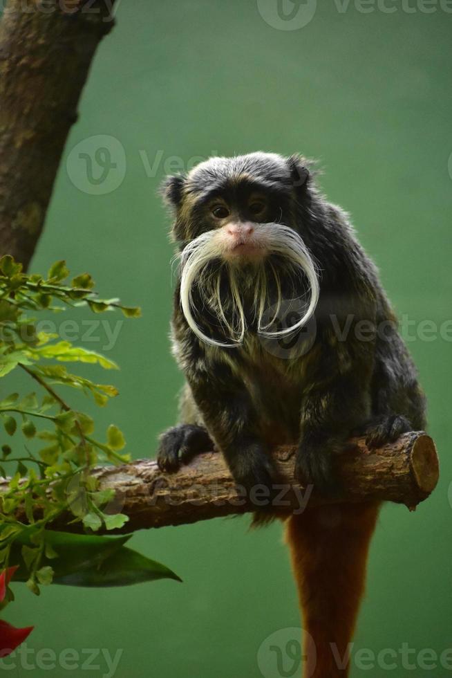 Small Bearded Emperor Tamarin Monkey Sitting on a Branch photo