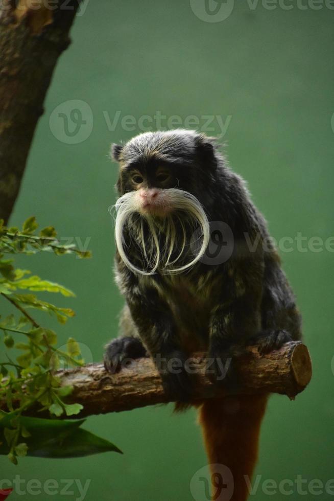 Bearded Emperor Tamarin Monkey Looking Down from a Branch photo