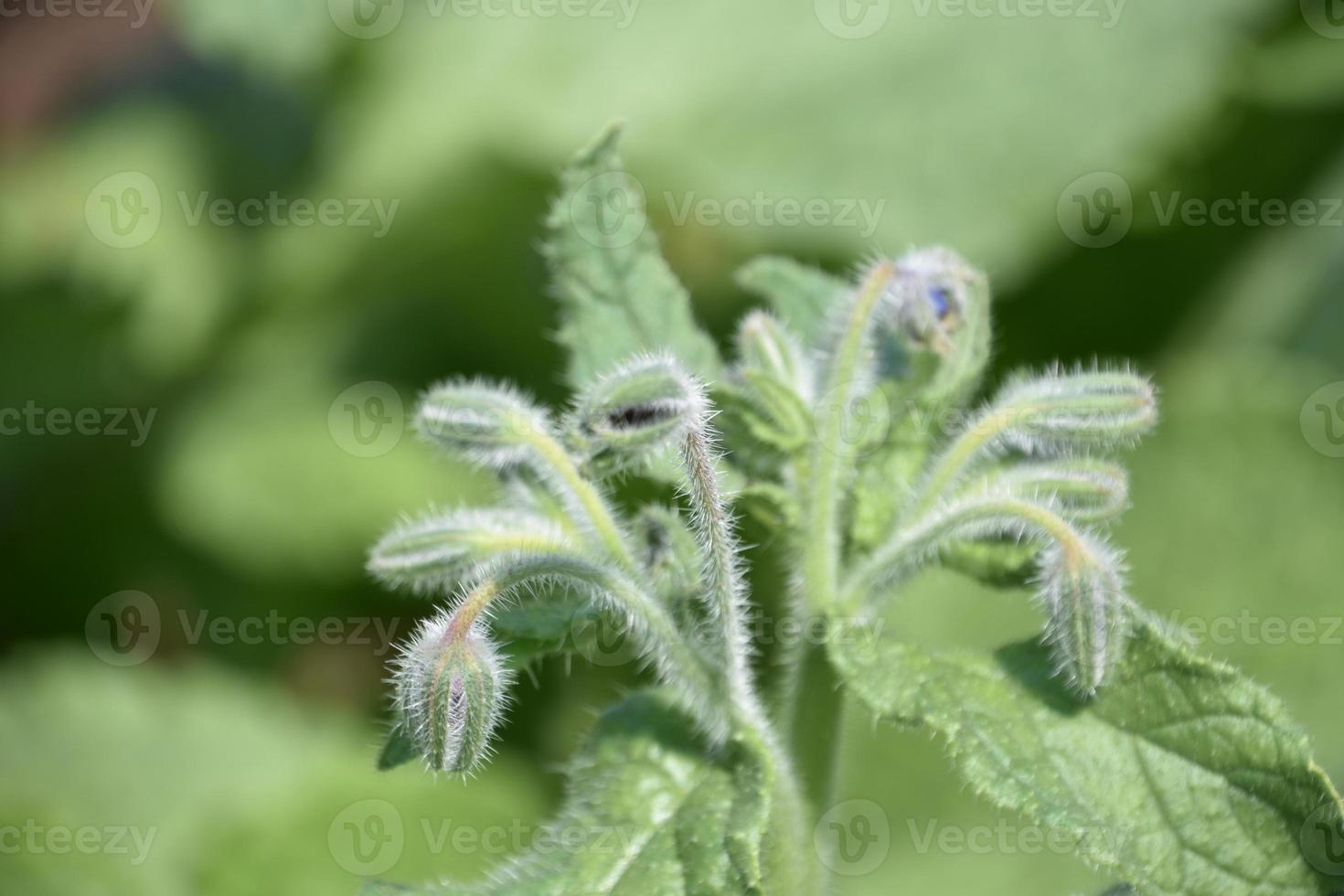 Close Up Look at Bugleweed in a Garden photo