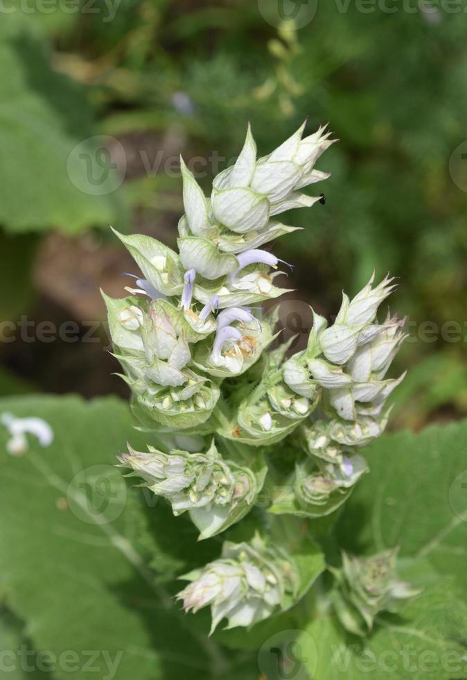 Budding and Blooming Clary Sage Plant in a Garden photo