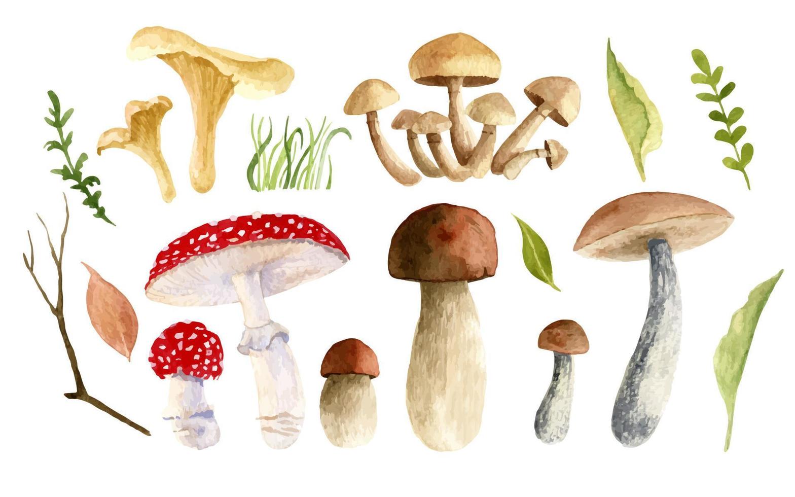 Watercolor big Set with Mushrooms and Forest plants. Hand painted vector botanical illustration of Autumn herbs growing in a Woodland. Drawing on a transparent background