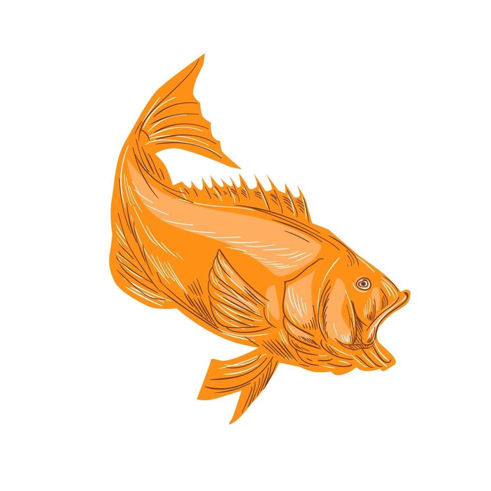 dibujo de buceo de lobina negra vector