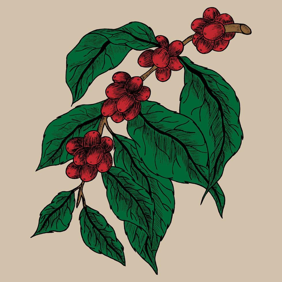 Hand drawn colorful coffee tree branch. vector