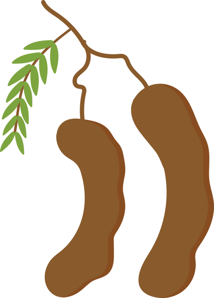 hand dragen tecknad serie tamarind illustration png