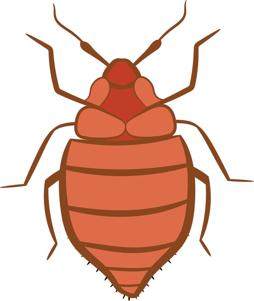Bedbug top view 2d illustration vector