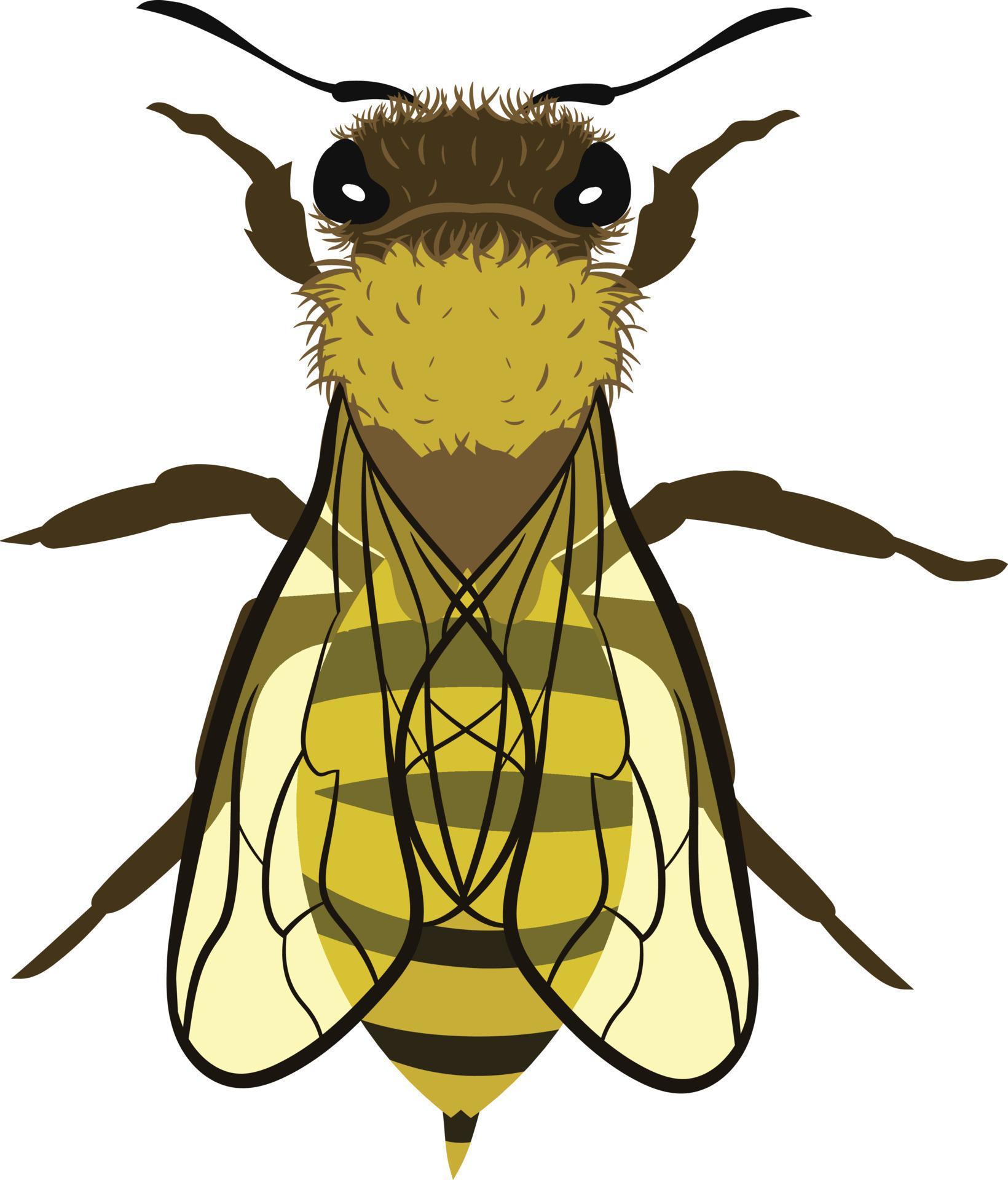 Bee top view 2d illustration 11505543 Vector Art at Vecteezy