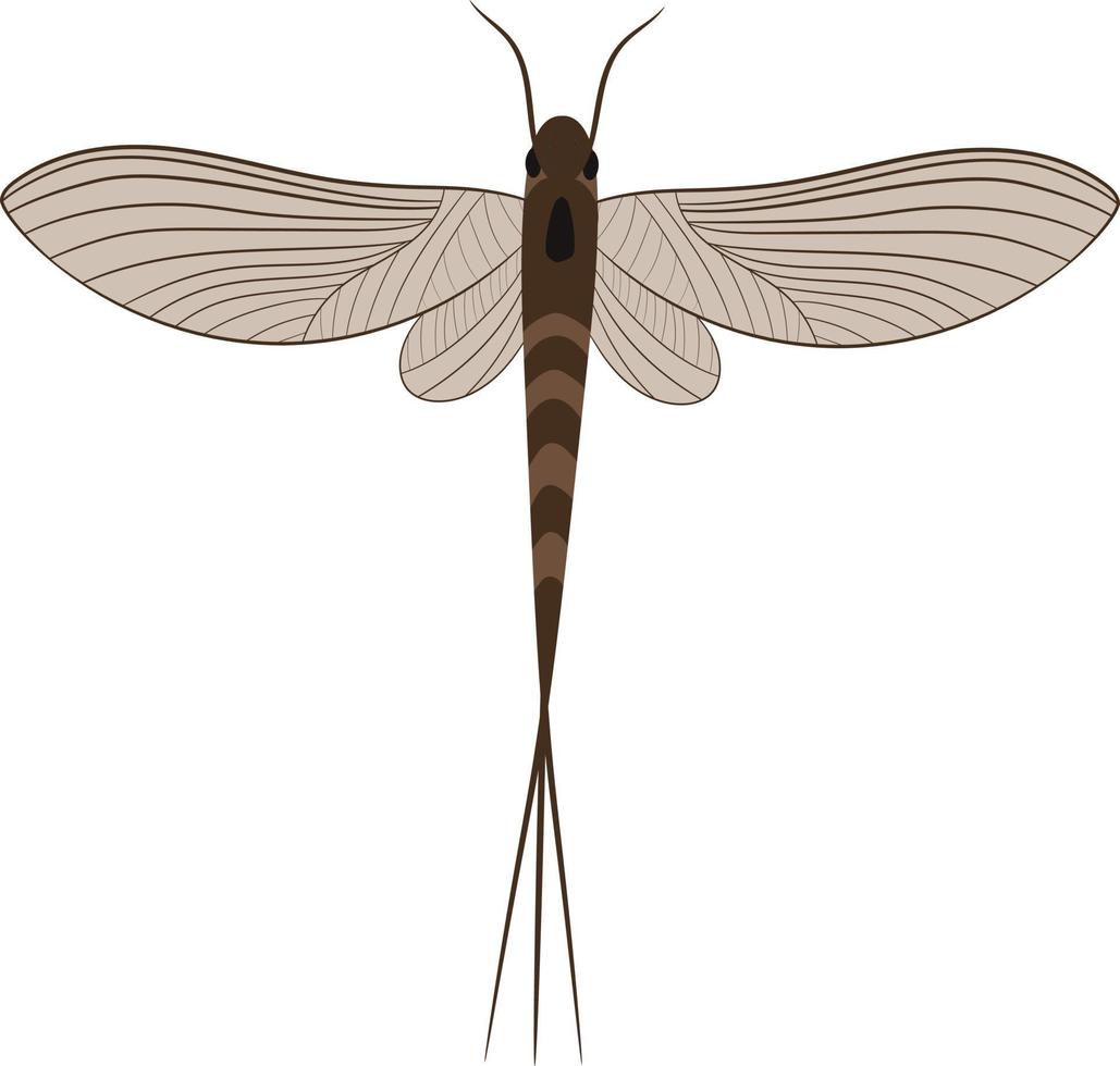 mayfly vista superior 2d ilustración vector