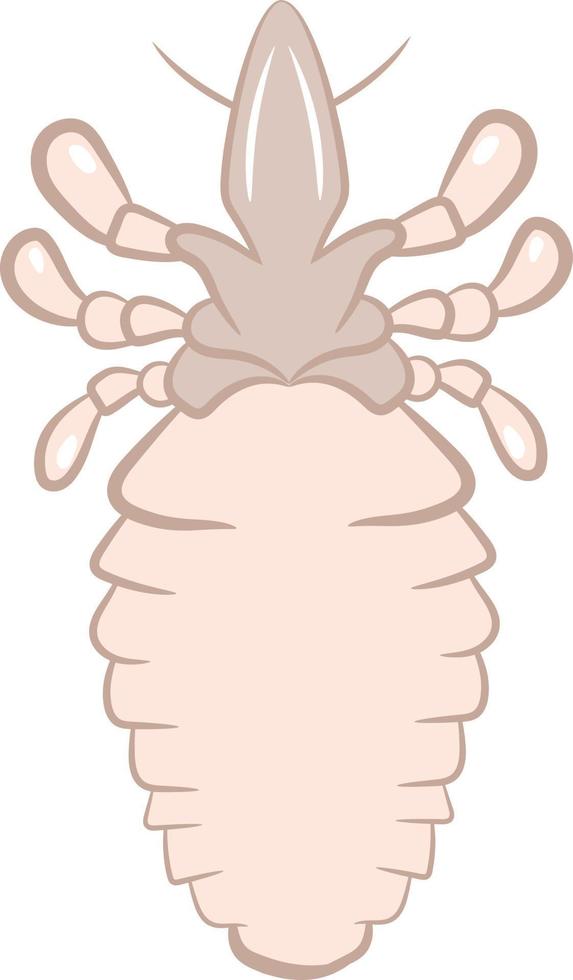 Lice top view 2d illustration vector
