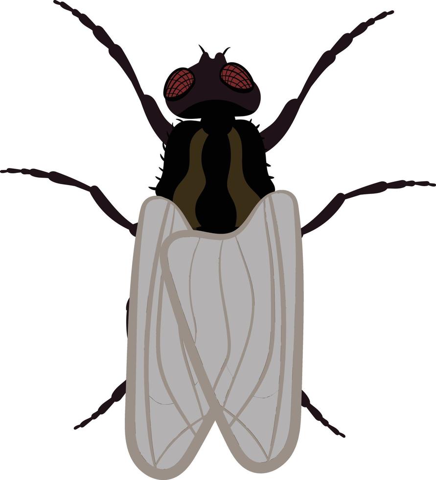 Housefly top view 2d illustration vector