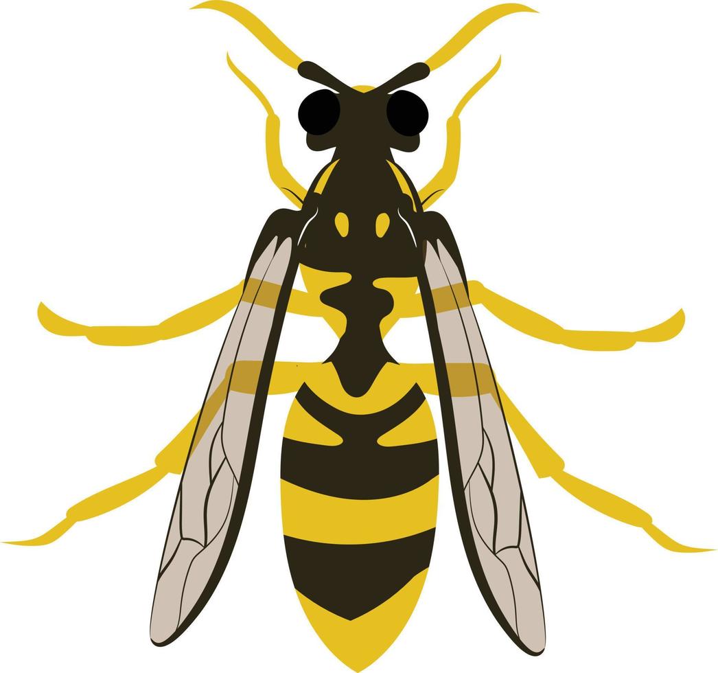 Hornet top view 2d illustration vector