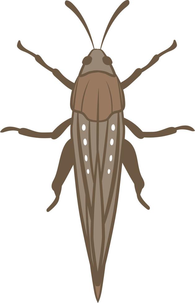 Locust top view 2d illustration vector