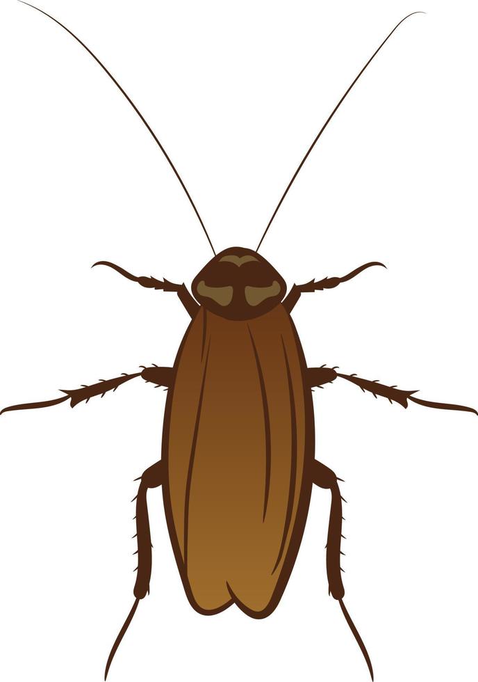 Cockroach top view 2d illustration vector