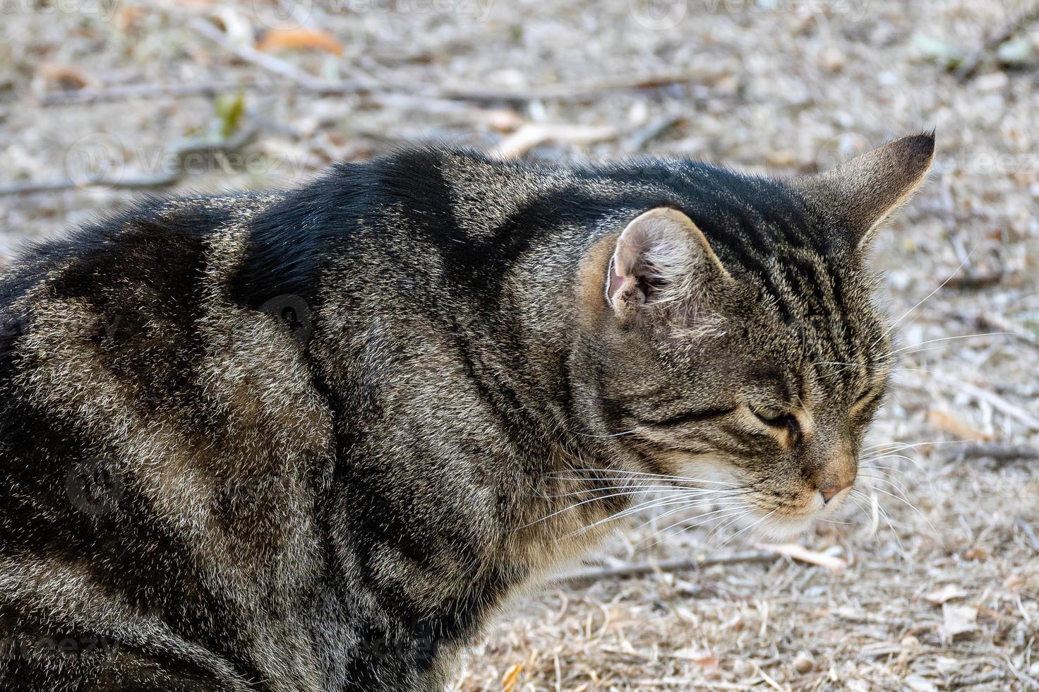 close up of a cat photo