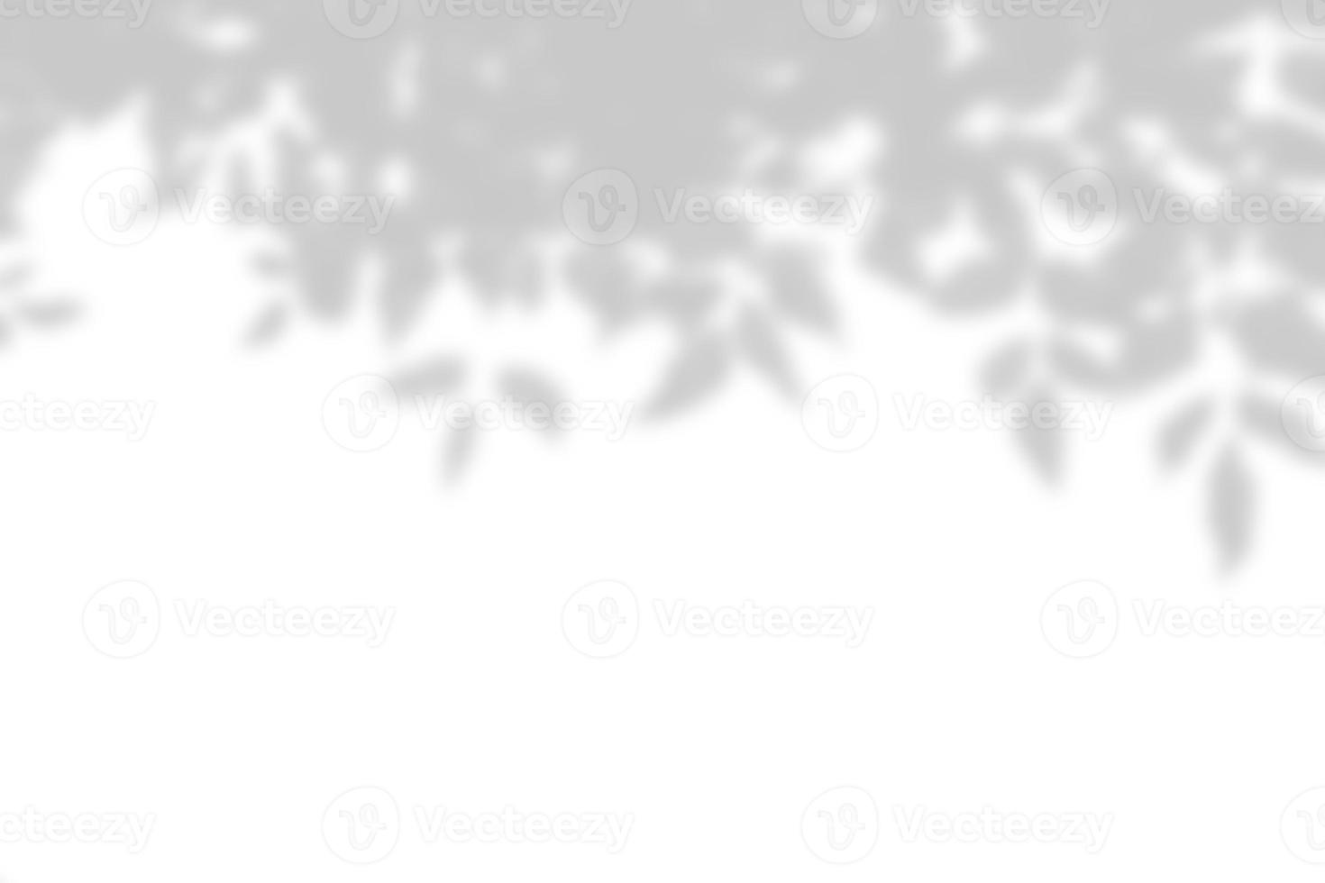Leaves shadow and stems of tree pattern background on white concrete wall texture, black and white monochrome tone, nature art on wall. photo