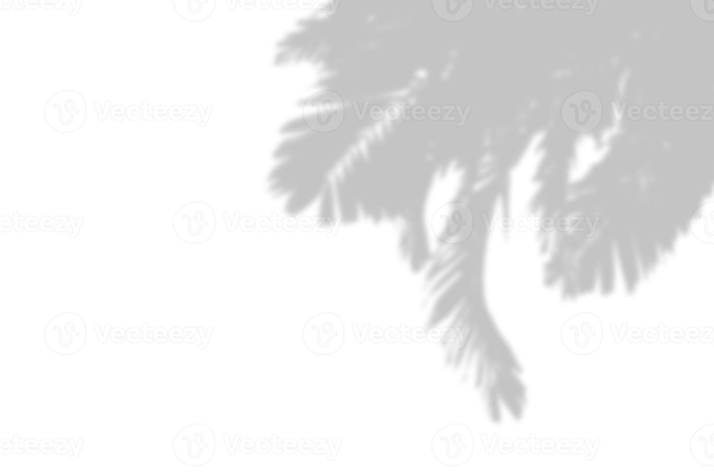 Abstract gray shadow background of natural palm leaves falling on white concrete wall texture with cracked line for background and wallpaper, black and white monochrome tone. photo