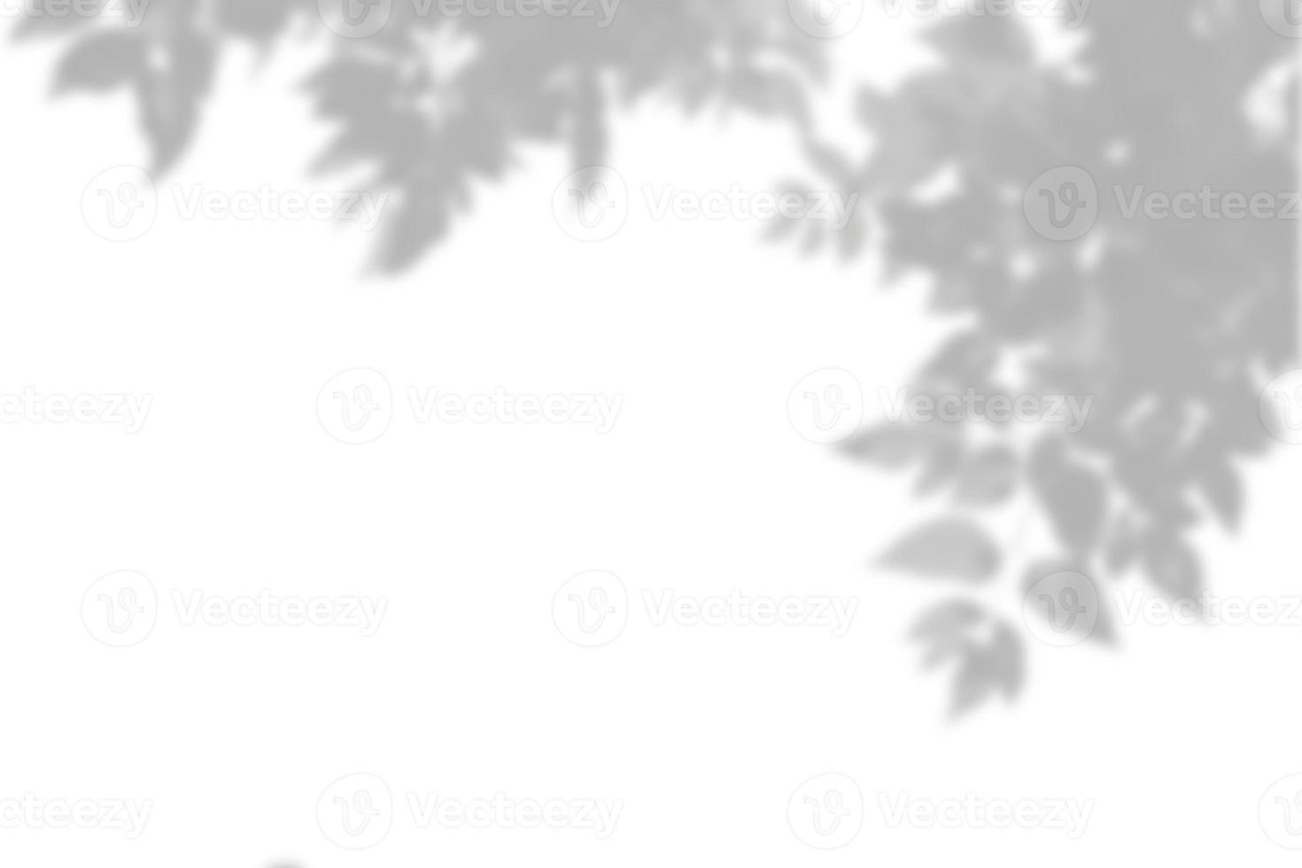 Leaves shadow and stems of tree pattern background on white concrete wall texture, black and white monochrome tone, nature art on wall. photo