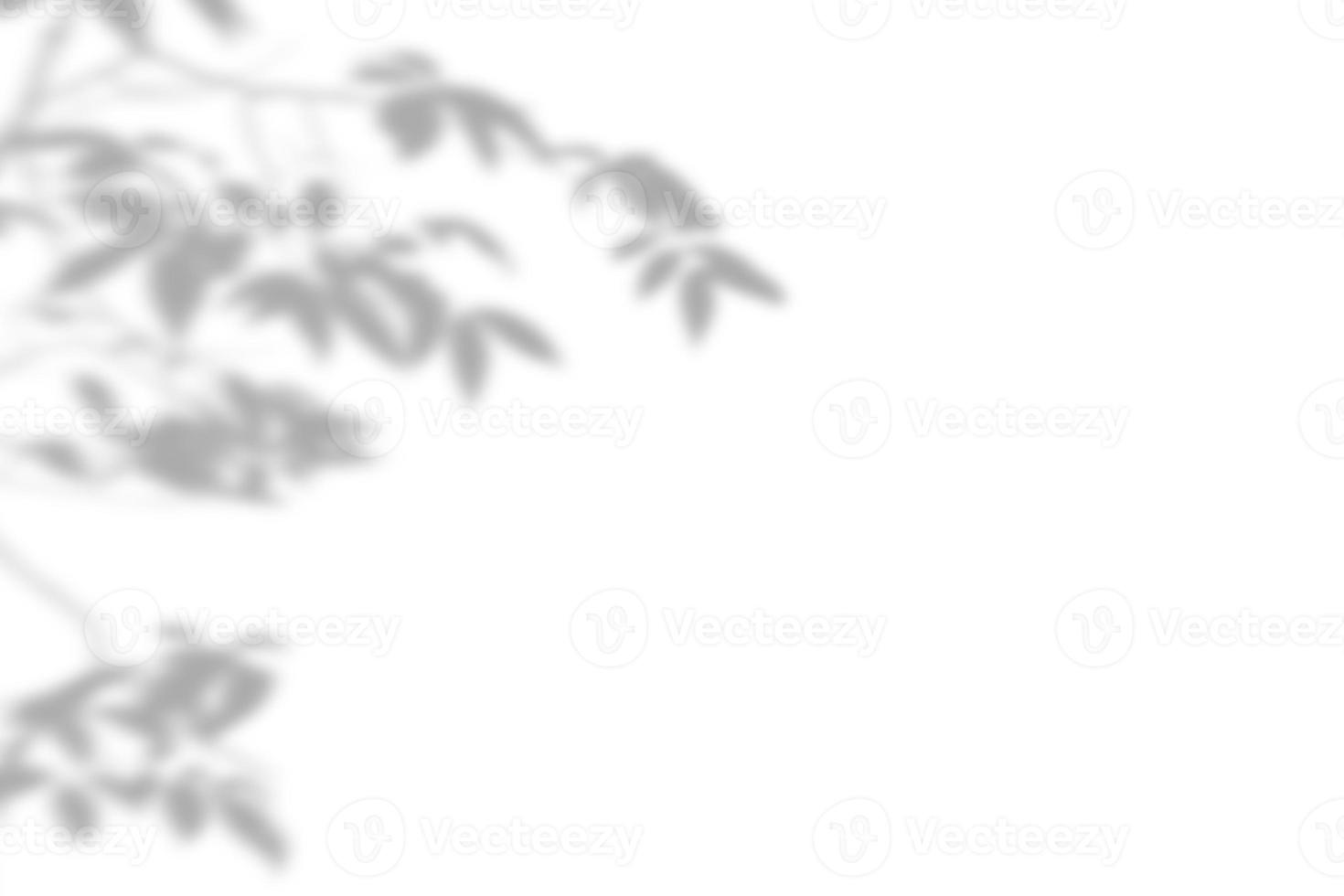 Leaves shadow and stems of tree pattern background on white concrete wall texture, black and white monochrome tone, nature art on wall. photo