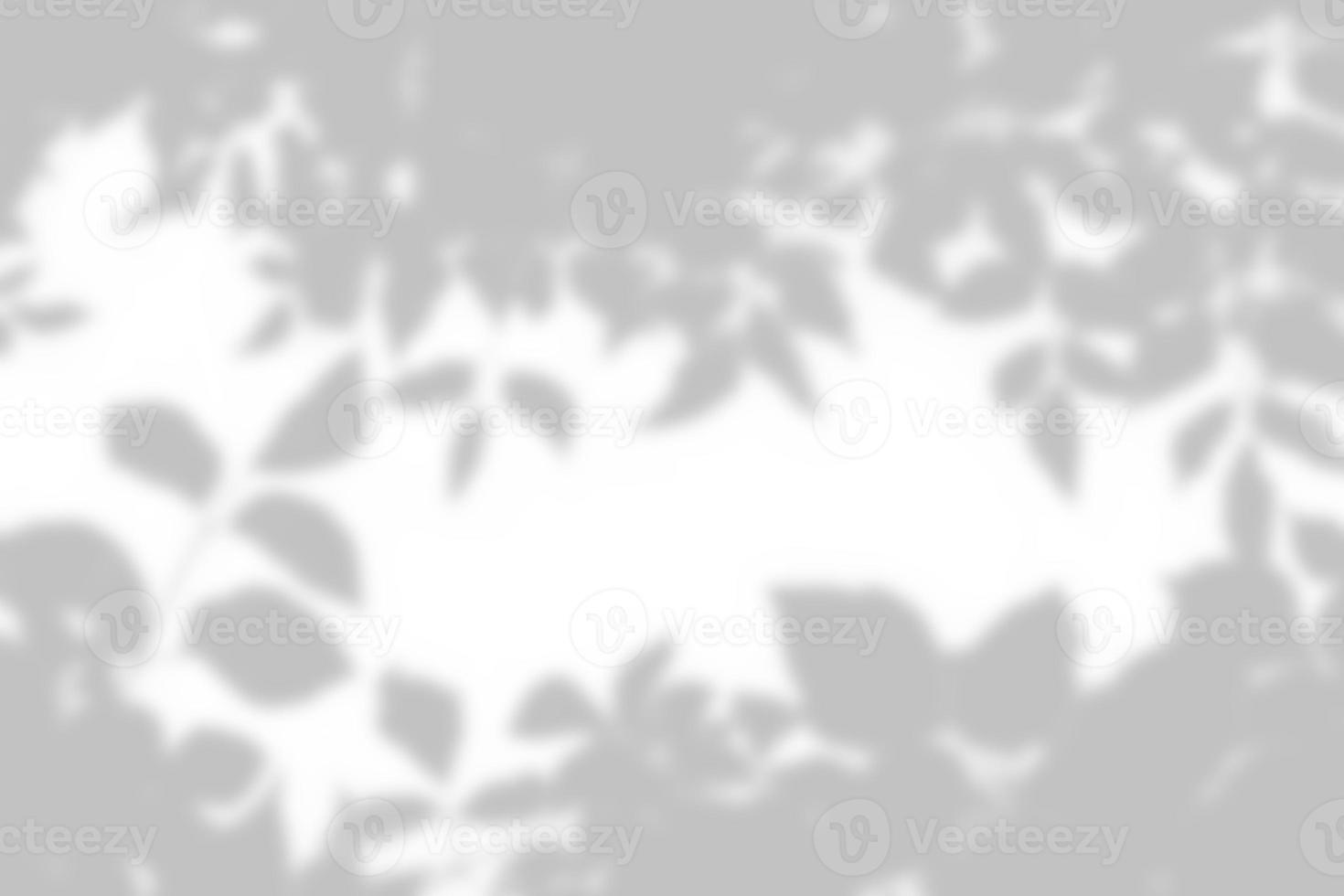 Leaves shadow and stems of tree pattern background on white concrete wall texture, black and white monochrome tone, nature art on wall. photo