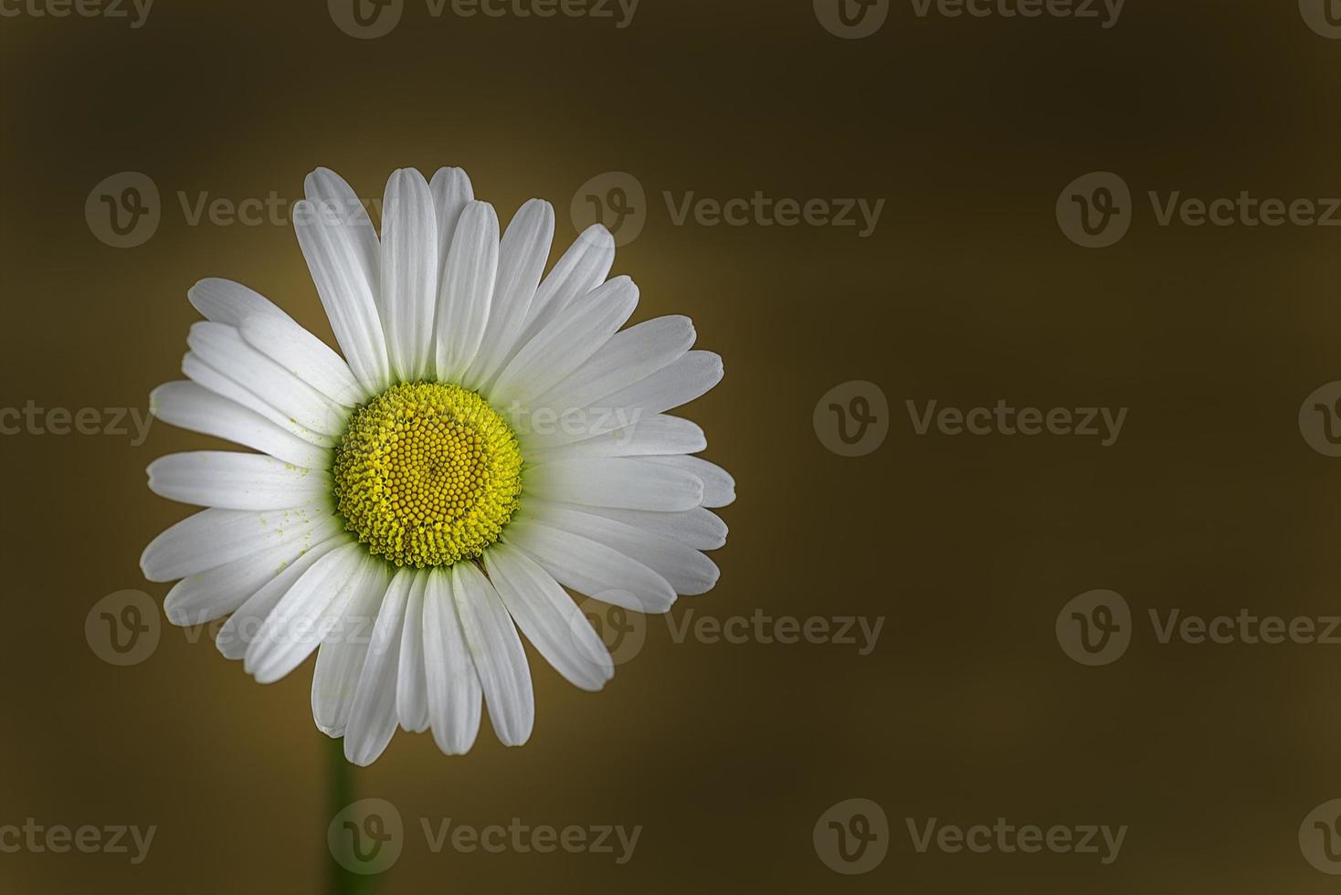 One flowers of daisies photo