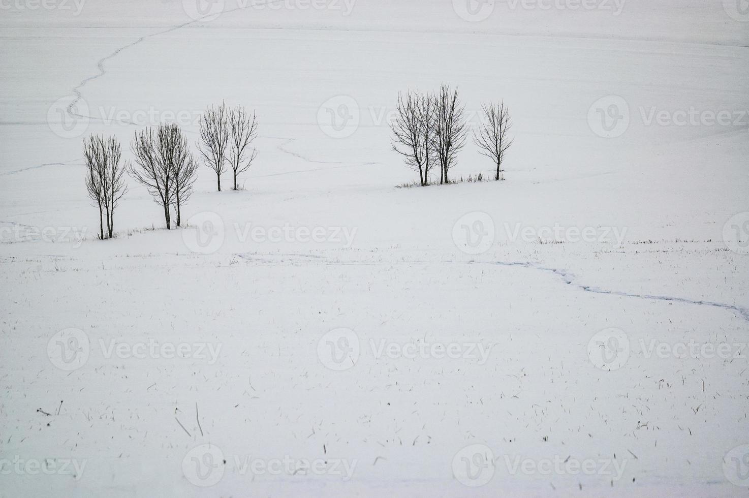 Group trees in the landscape photo