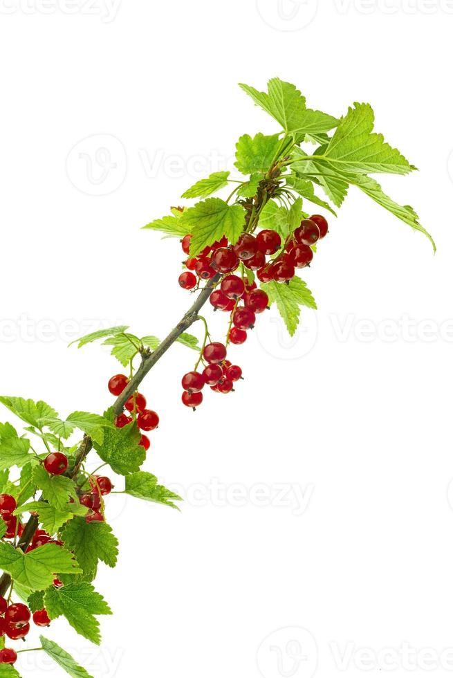 Twig of red currants photo
