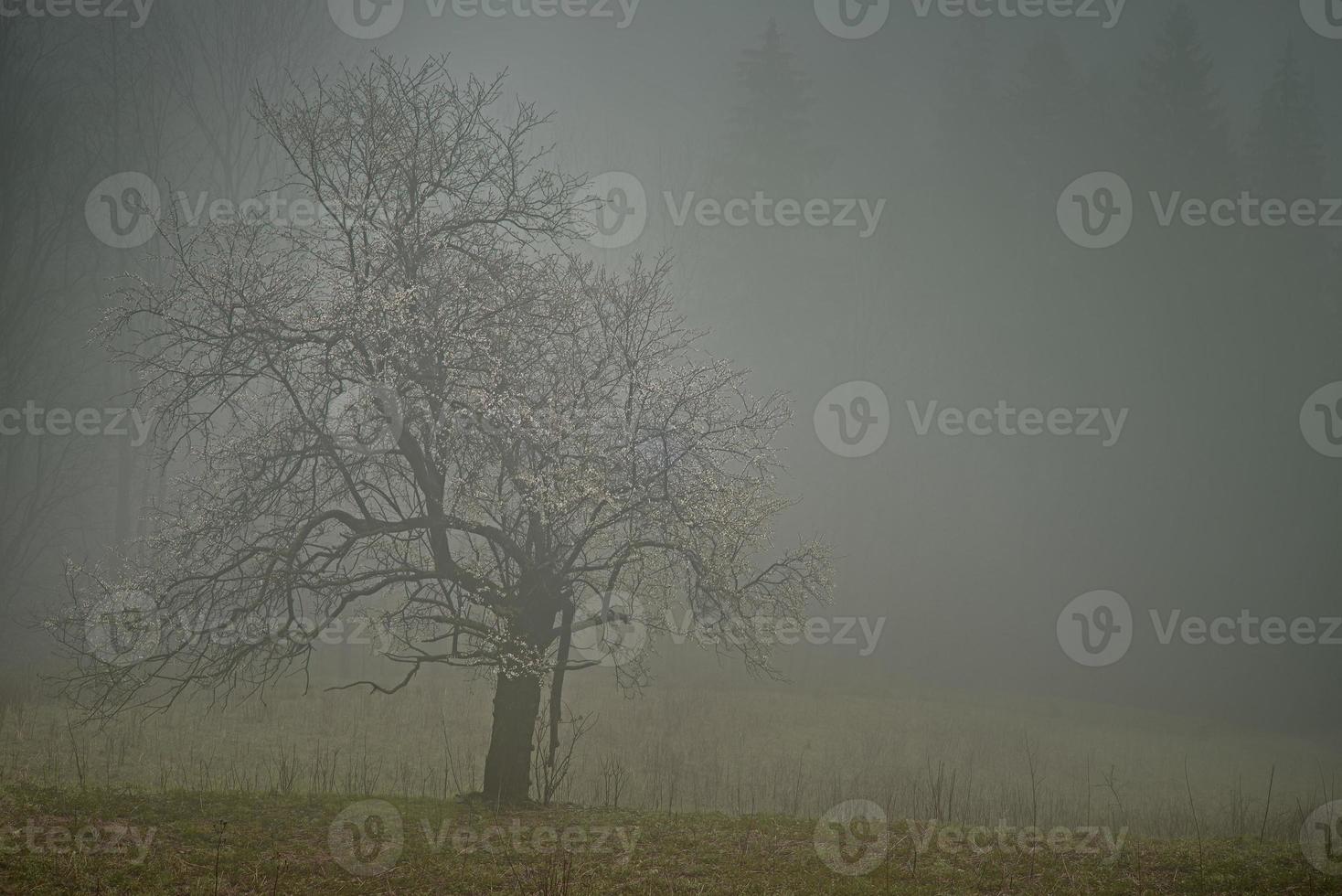 Lone tree with fog photo