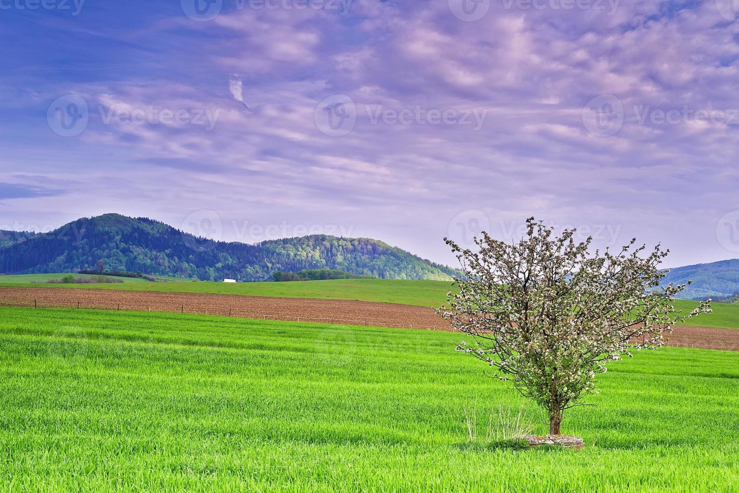 paisaje con arbol foto