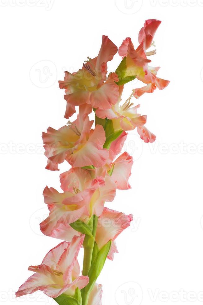 One flower Gladiolus photo