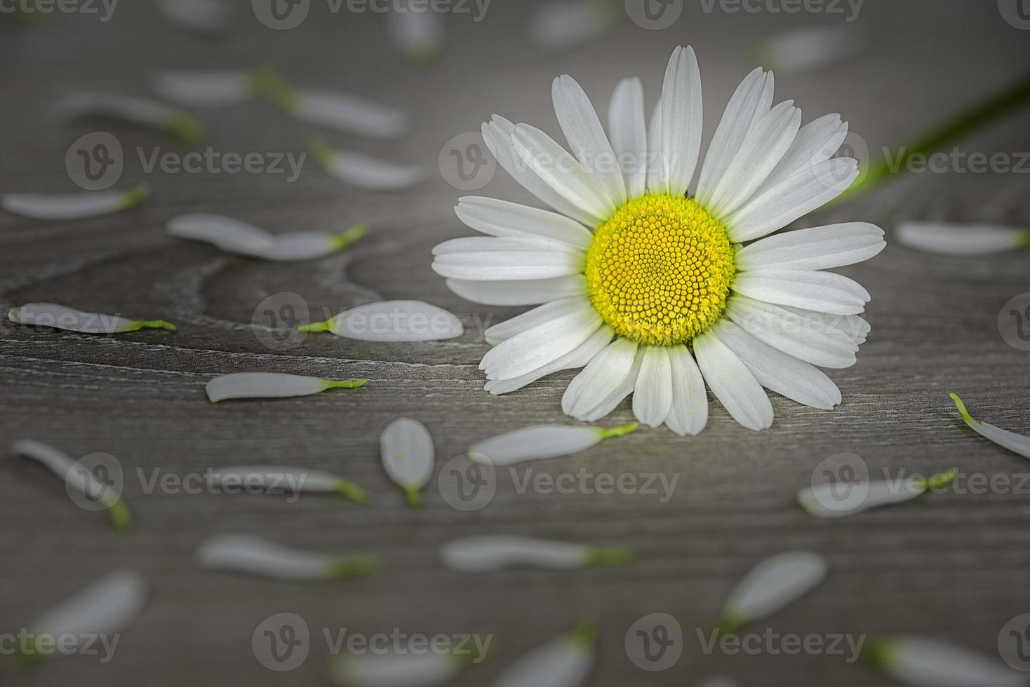 One flowers of daisies photo