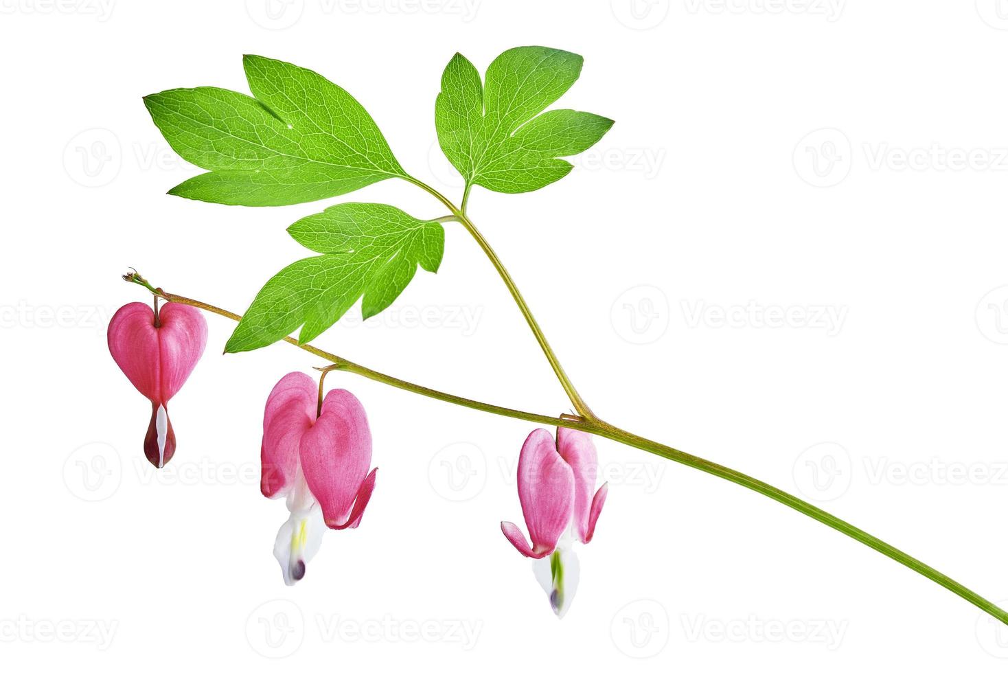 Dicentra spectabilis flower 11506182 Stock Photo at Vecteezy