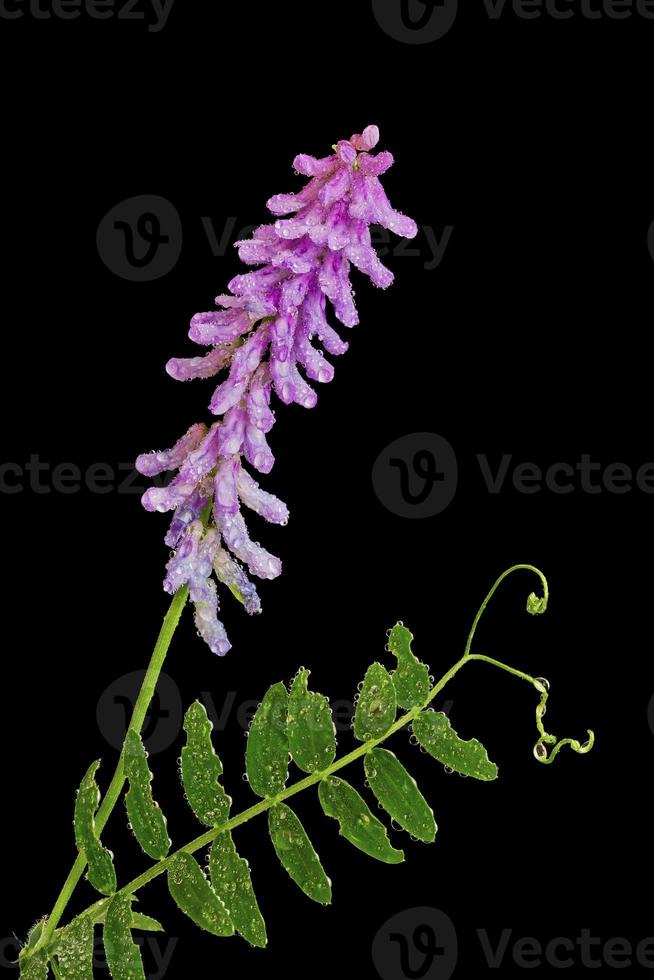 Vicia cracca flower photo