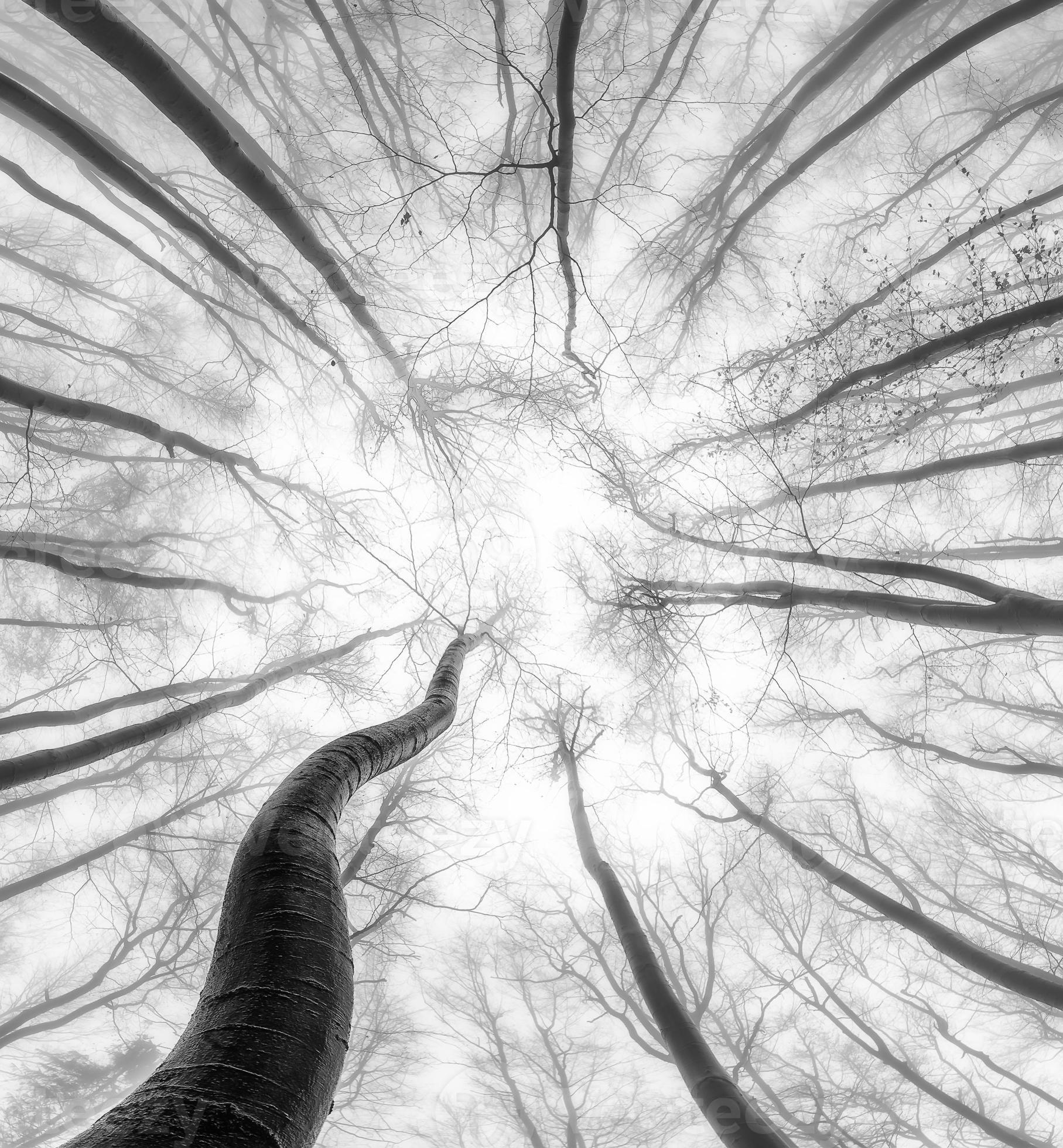 Autumntime trees crown 11506410 Stock Photo at Vecteezy