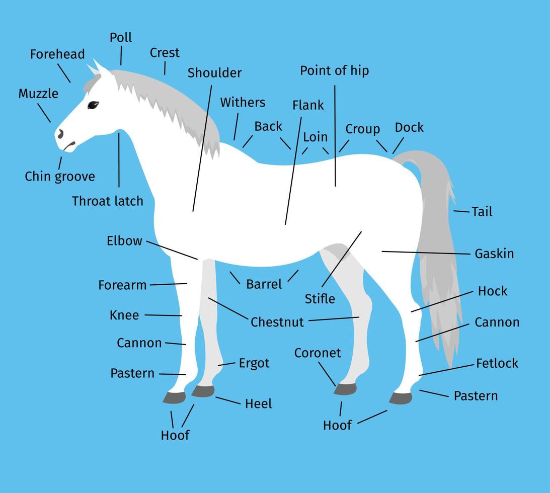 gráfico de información vectorial de la parte del caballo vector