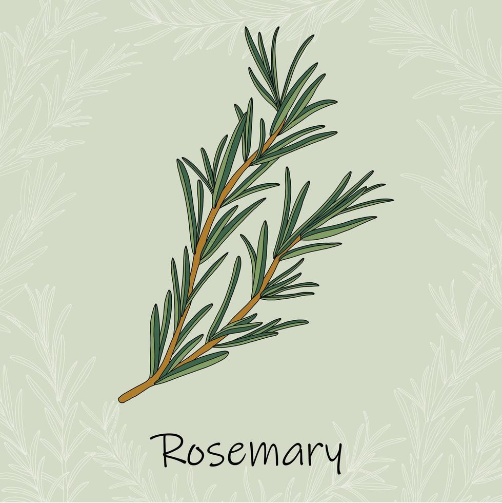 Doodle freehand sketch drawing of rosemary. vector