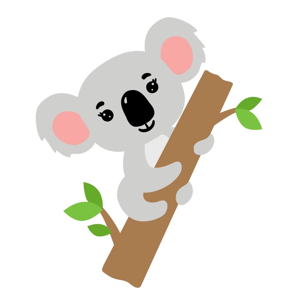 Cute baby koala on tree. Australian animal . Vector flat illustration isolated on white background.