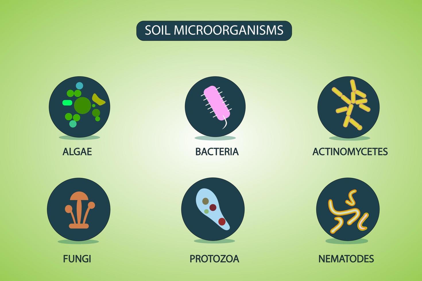 Soil Microorganisms that reproduce in the soil vector