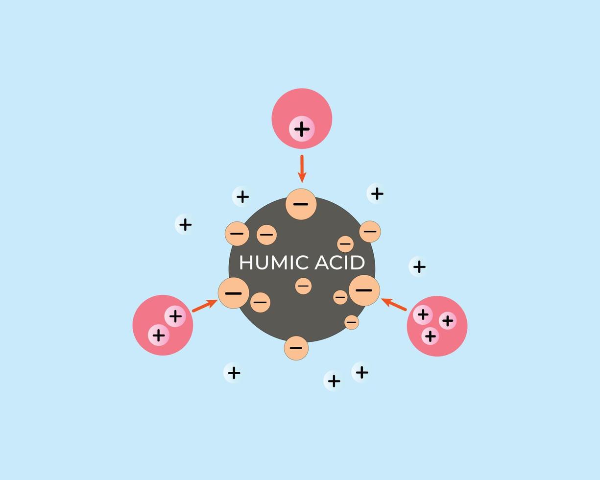 illustration of humic acid absorbing positive ions. Cation and anion exchange. Reduction of Al, Fe toxicity in the soil vector