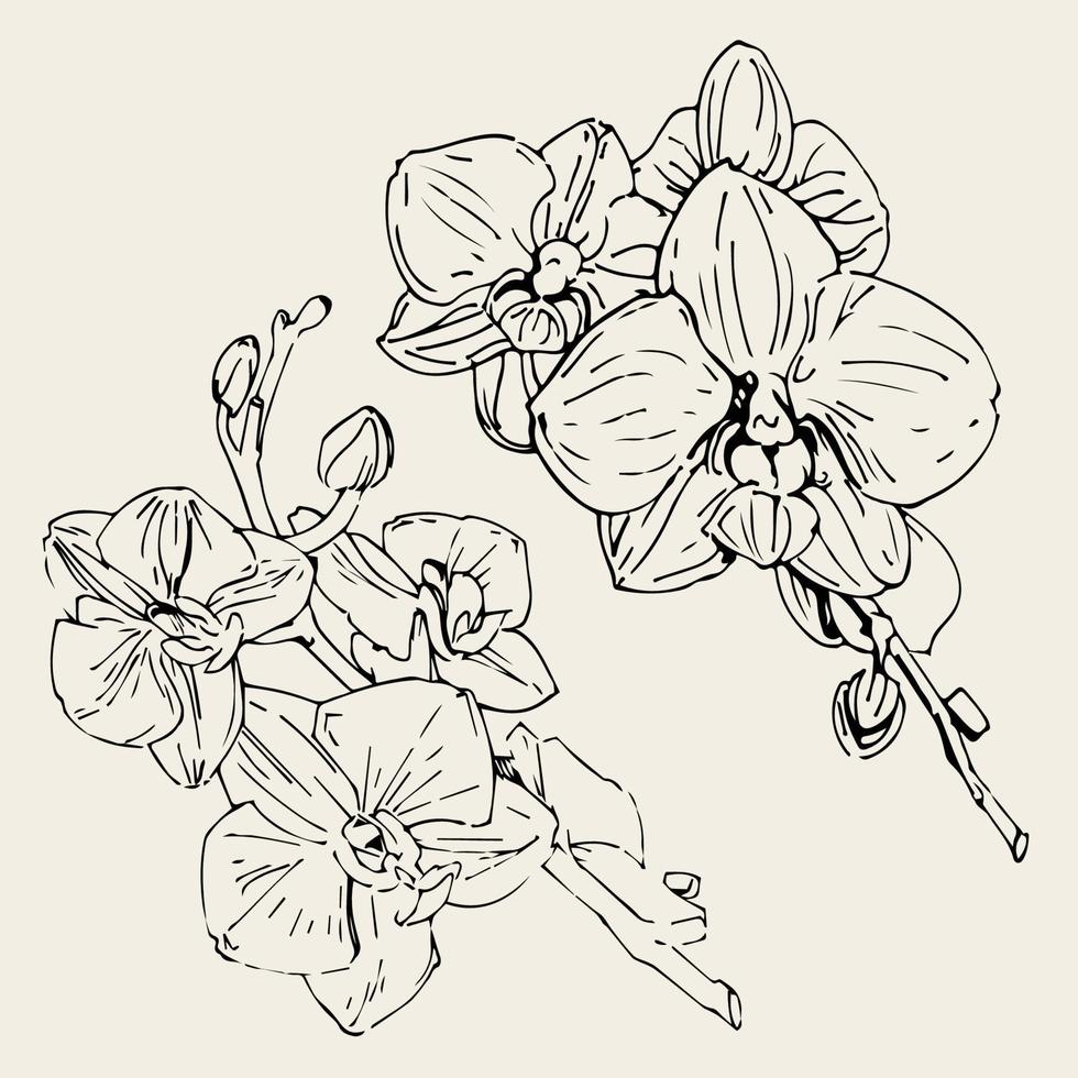 Vector flower of orchid. Ink illustration isolated.