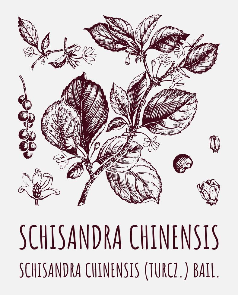 schisandra chinensisi rama de schisandra con hojas y bayas. bayas de vid de magnolia. cosmética y planta médica. ilustración vectorial dibujada a mano. vector