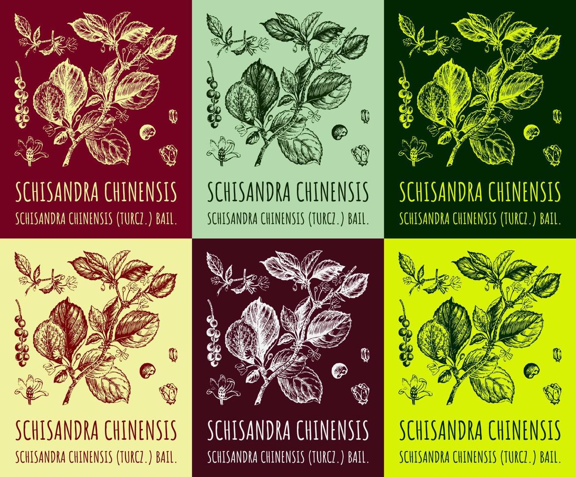 un conjunto de imágenes de schizandra chinensis una rama de schisandra chinensis con hojas y bayas de diferentes colores. bayas de magnolia. cosméticos y plantas medicinales. ilustración vectorial dibujada a mano. vector